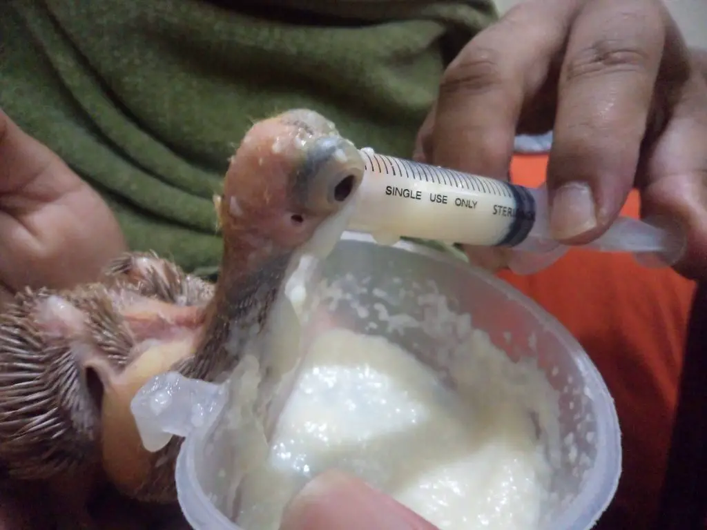 baby pigeons feeding