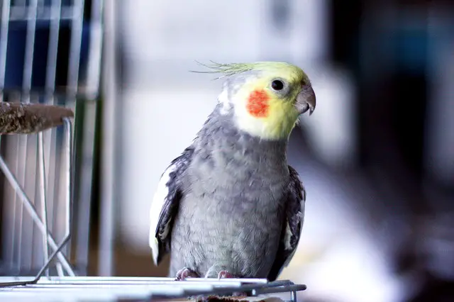 best cockatiel cage considerations