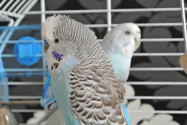 best parakeet cages