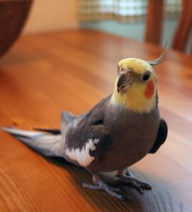 Best Cockatiel Cage 2018 Buyer’s Guide