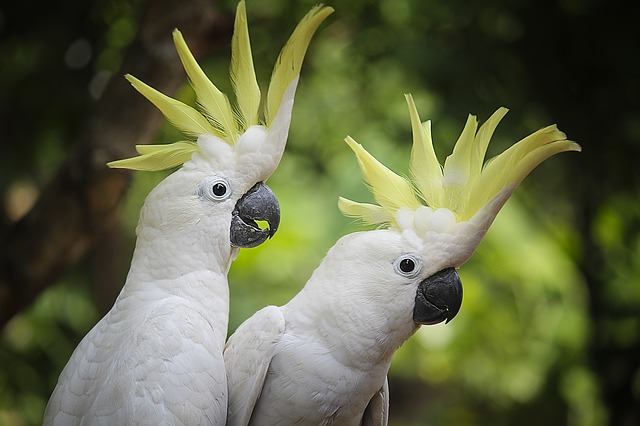 cockatoos