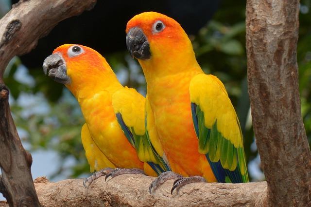 conure parrot