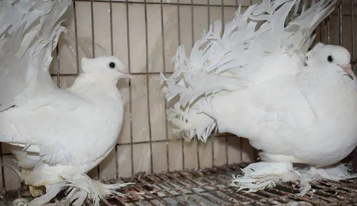 fantail white pigeons