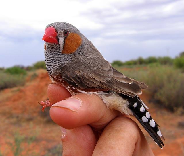 finches taming