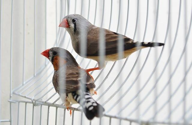 finch in cage