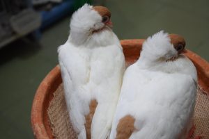 Baby Pigeon Food Recipe – Complete Care Hatching Out From Egg To Grown Up