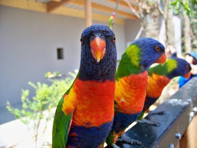 lory or lorikeets parrot 