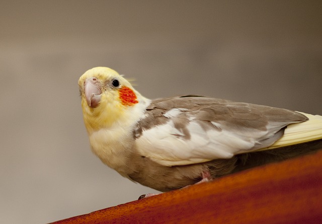 best cockatiel cage