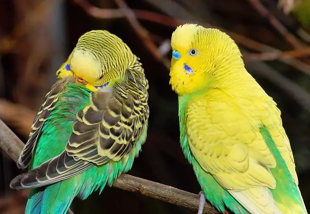 parakeet birds