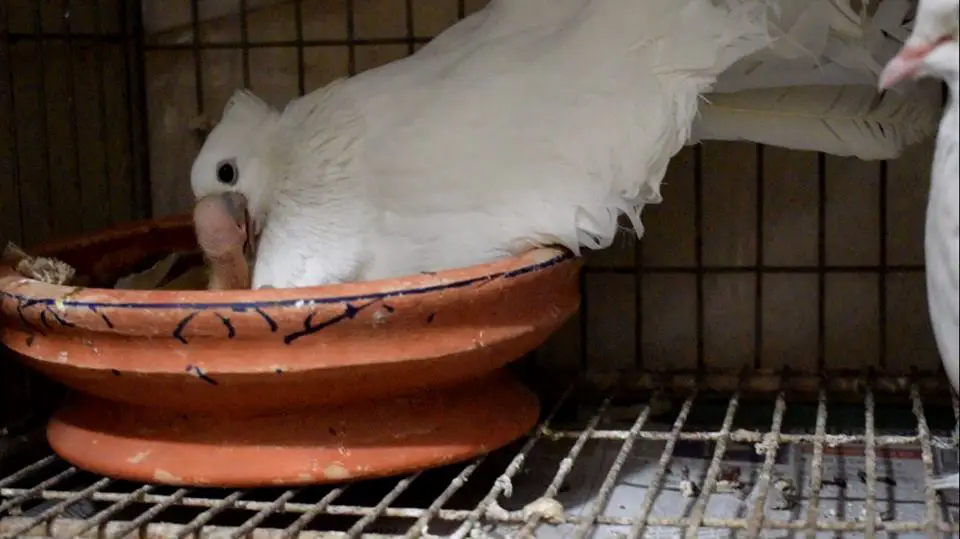 pigeon milk feeding