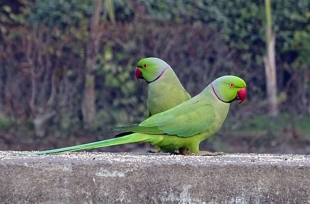 rose ringneck parrots