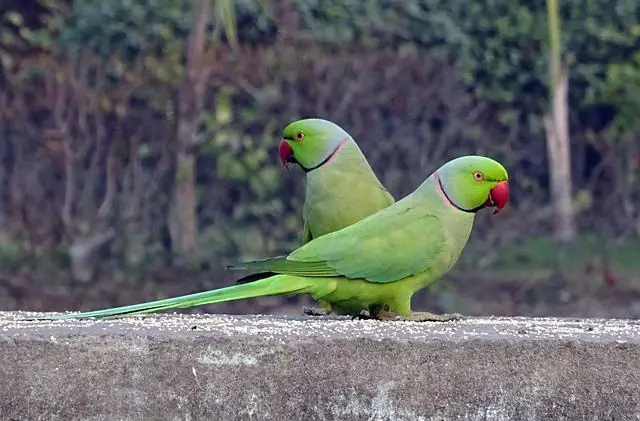 rose ringneck parrots