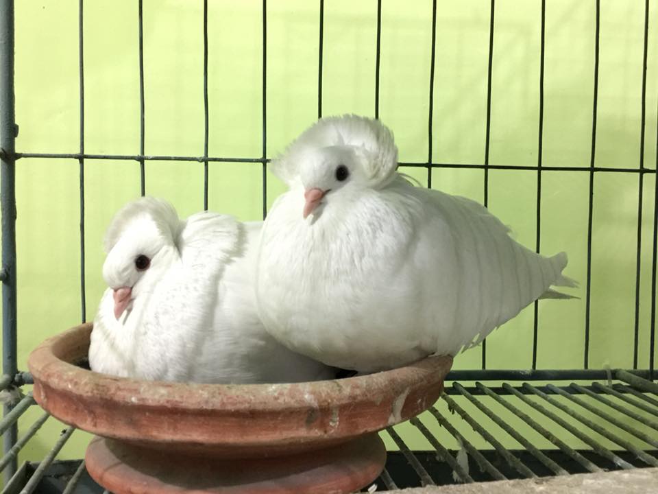tumbler white pigeons