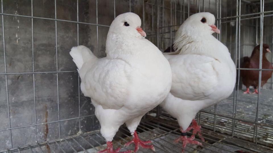 White king pigeons