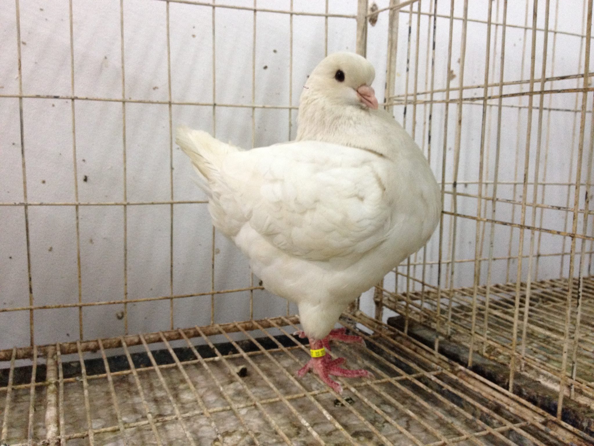 🐦White Pigeon Types Of Pet