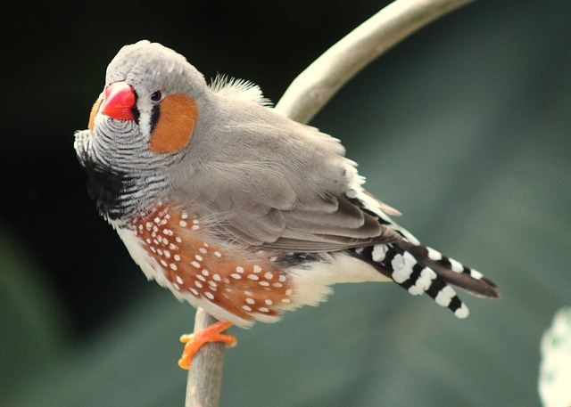 zebra finches