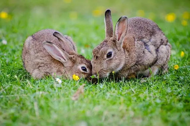 rabbit cages