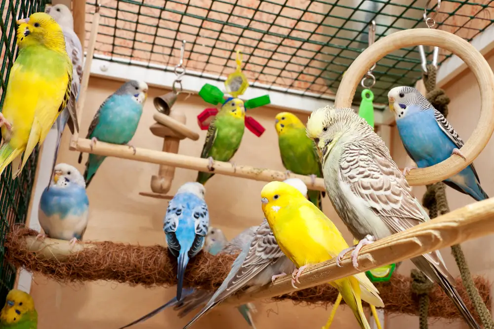 budgie toys