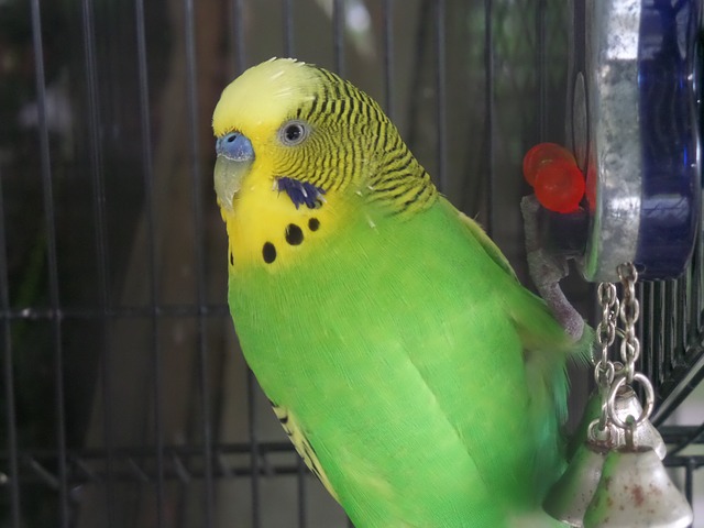 best parakeet bird toys