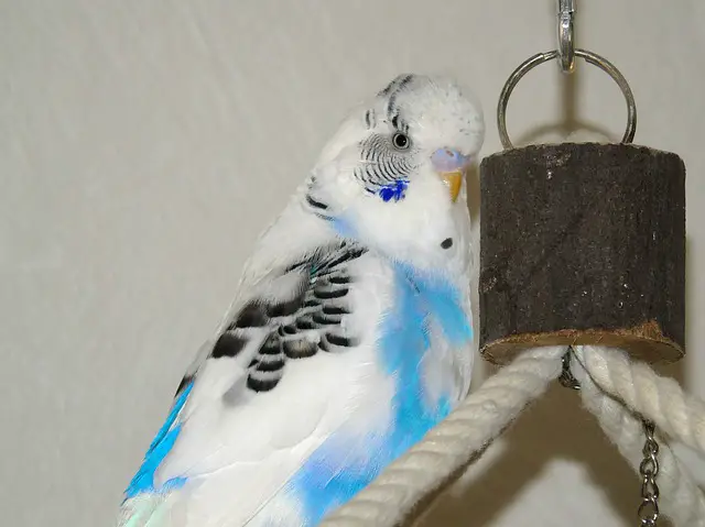 best toy for parakeet bird
