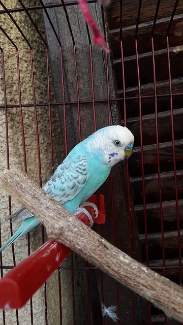 parakeet bird toys reviews