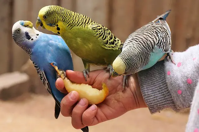 best parakeet food review