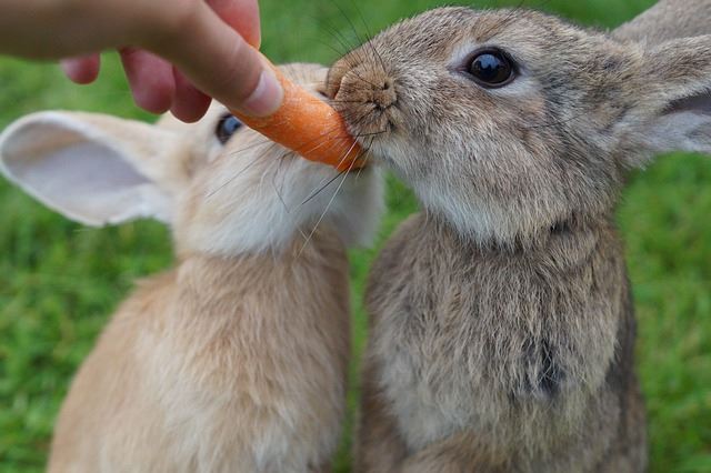 rabbits foods