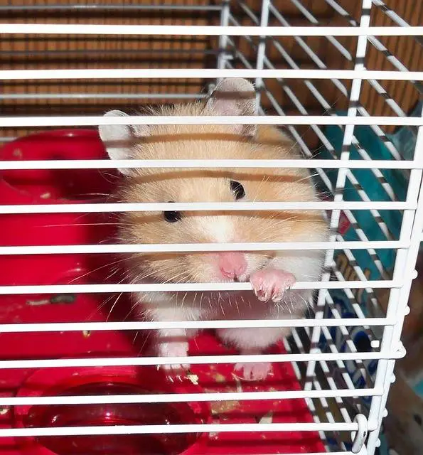 hamster cage syrian