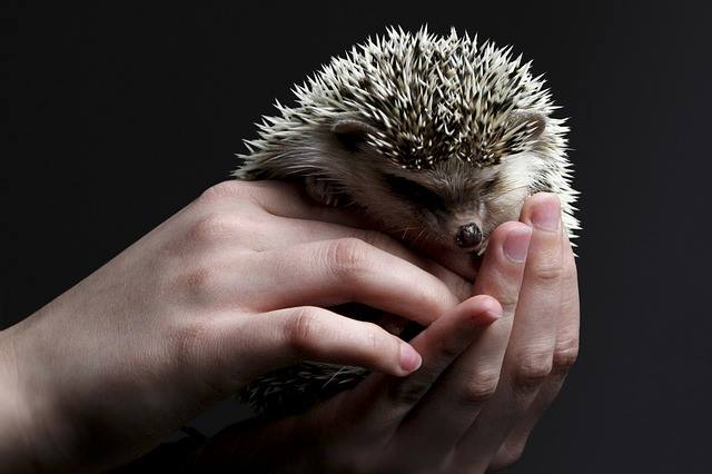 cage hedgehog