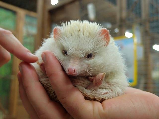 best cages hedgehog