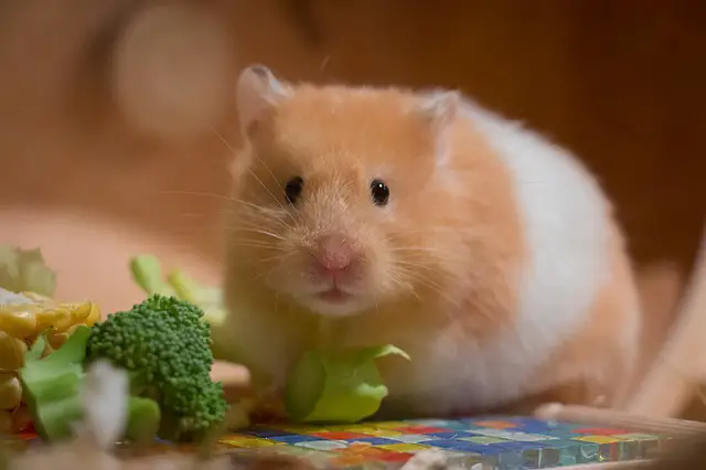 best hamster