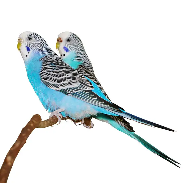 budgerigar