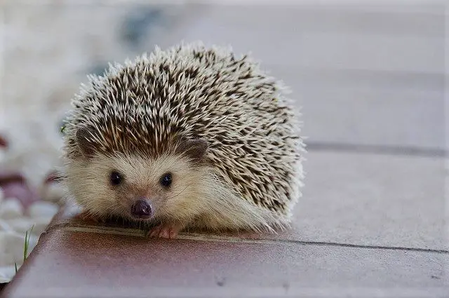 cages for hedgehog