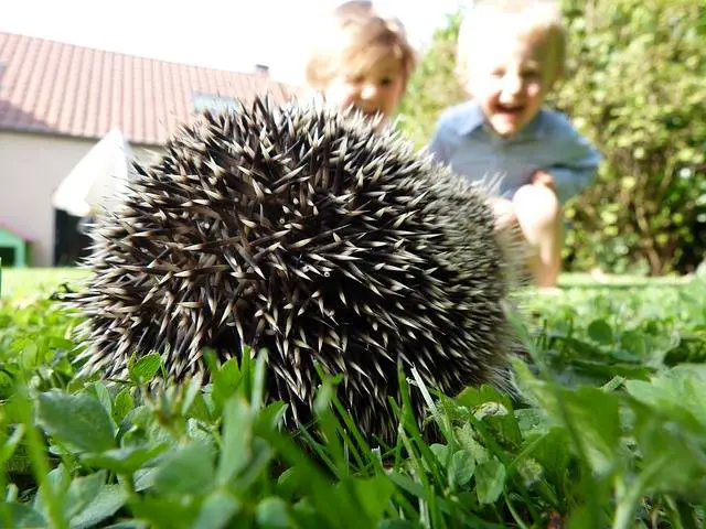 cages of hedgehog