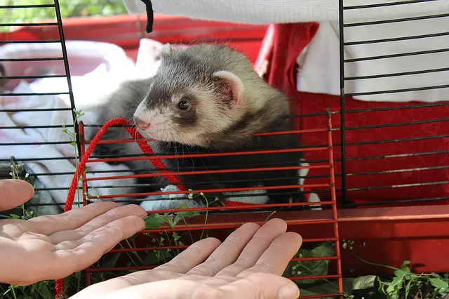 Best ferret cages