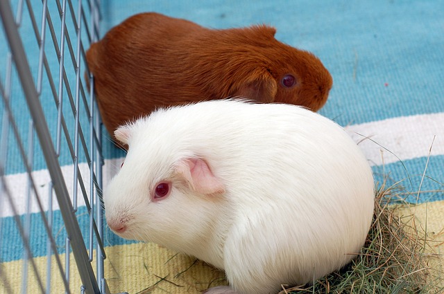 pig guinea cage