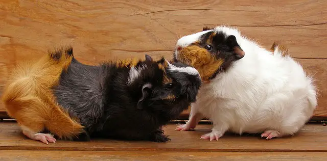 Best guinea pig cages