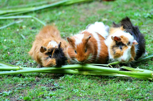 guinea-pig foods