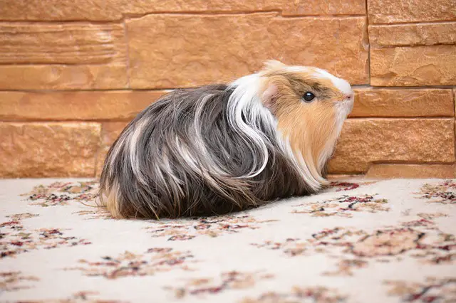 silkie guinea pigs