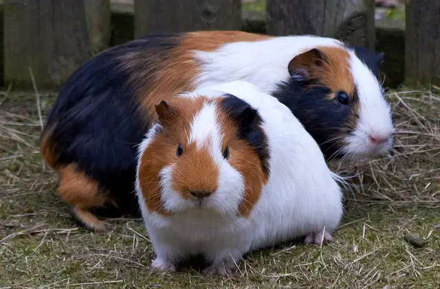 cage of guinea pig