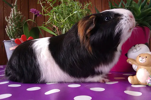 guinea-pigs