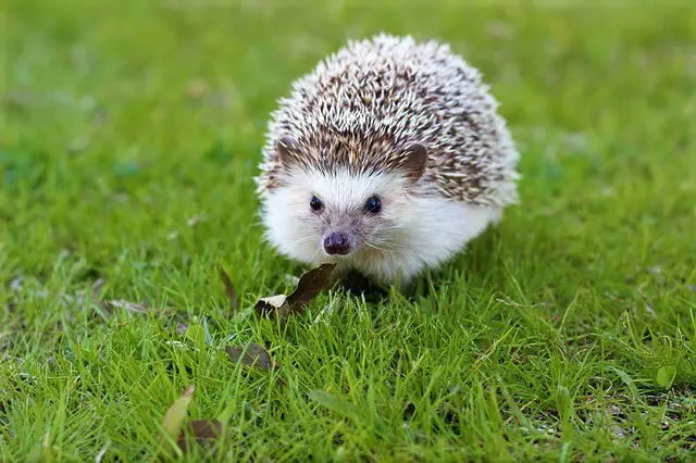 Best hedgehog cage