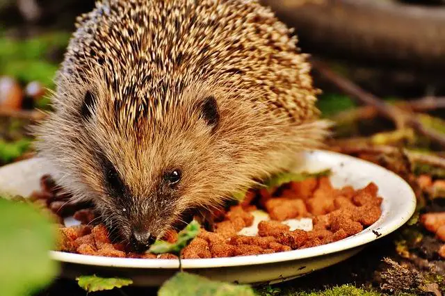 hedgehog cages