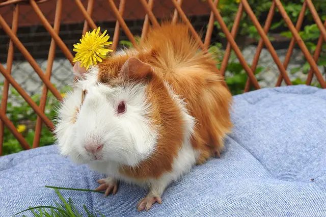 Best guinea pig cages