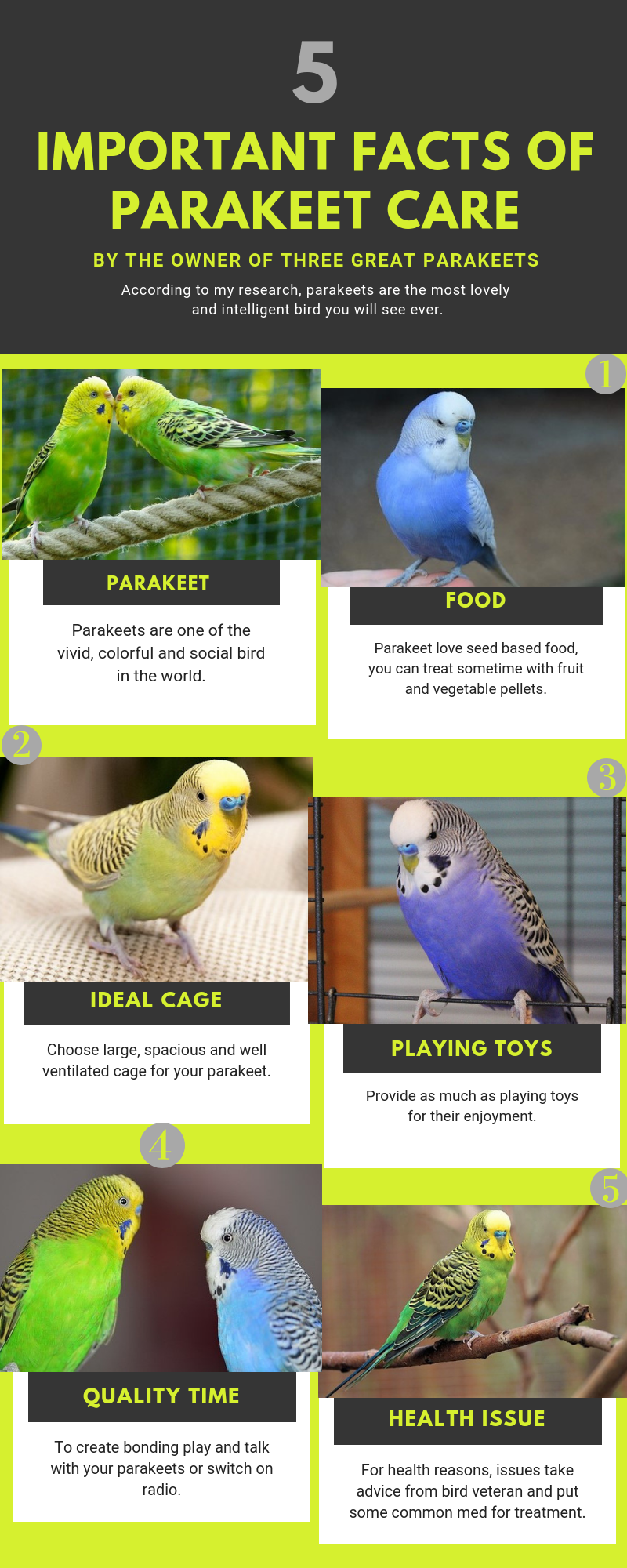 parakeet care