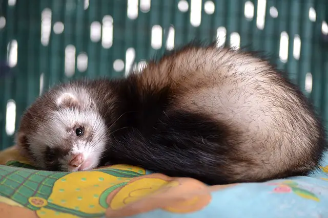 ferret cages