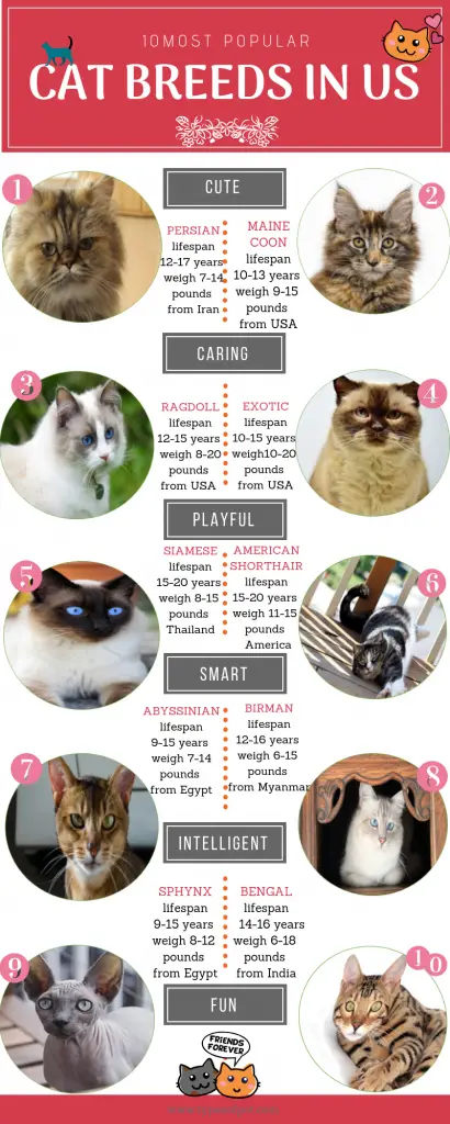 🥇🐱The 10 Most Popular Cat Breeds in the USA 2024