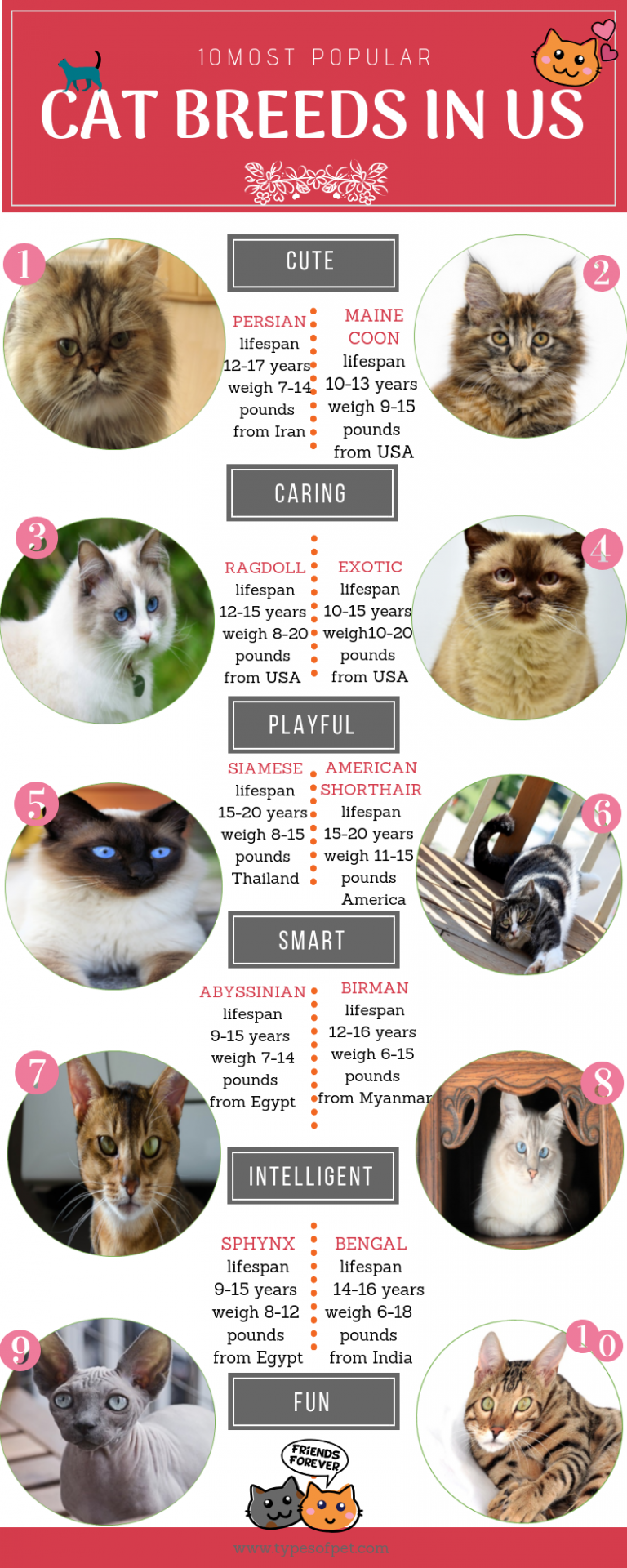 Top 10 Most Popular Cat Breeds