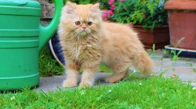 cat breed