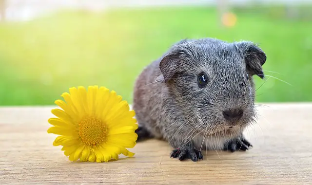 guinea pig fact